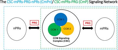 CmPn signaling networks in the tumorigenesis of breast cancer